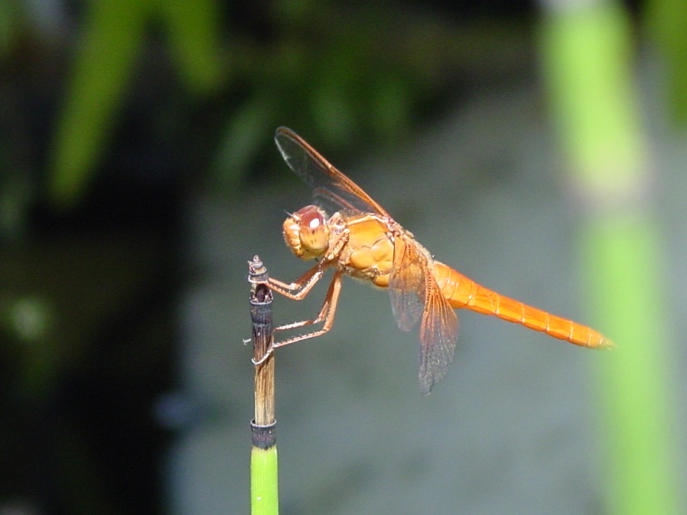 Dragonfly
