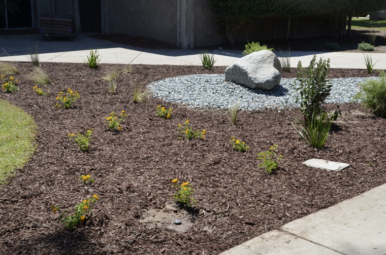 photo of drought tolerant plans